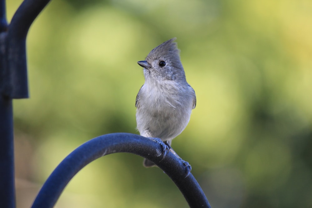 a small bird sitting on top of a metal pole