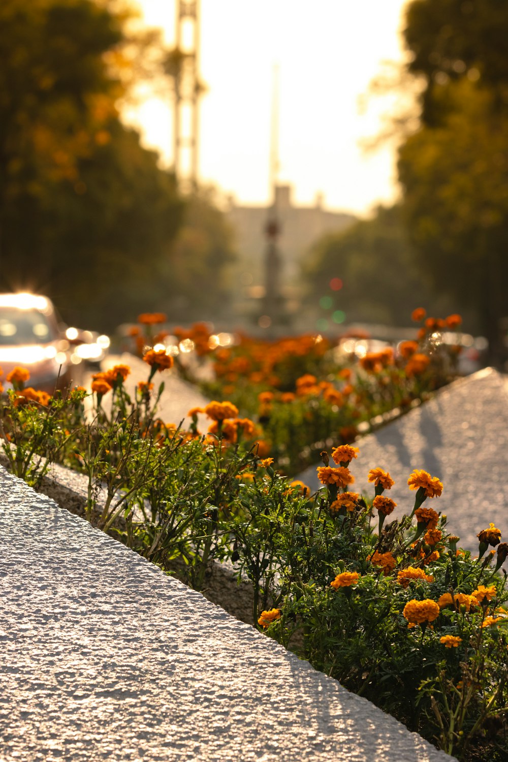 a bunch of flowers that are on the side of a road