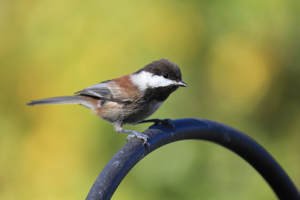 a small bird sitting on top of a metal pole