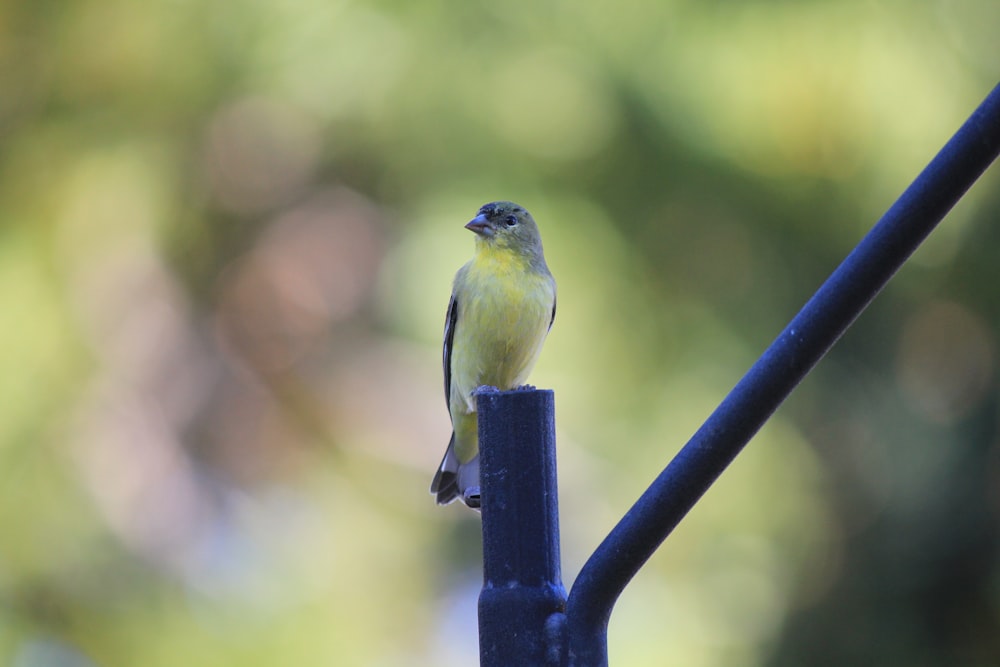 a small yellow bird perched on top of a blue pole