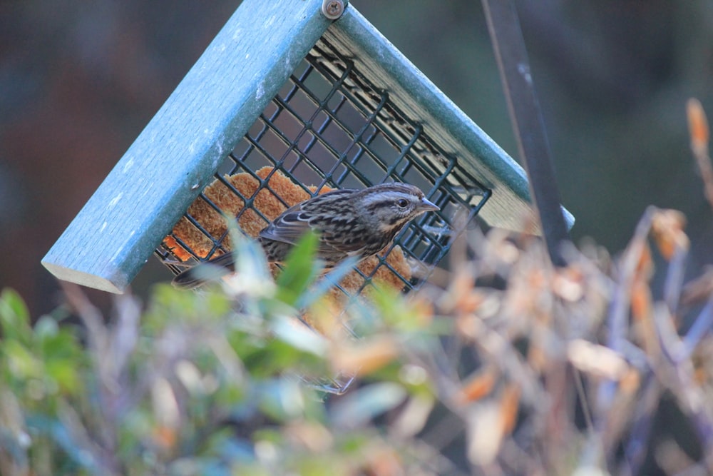 a bird that is sitting on a bird feeder