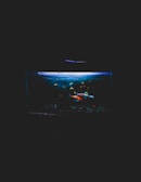 A dimly lit aquarium containing various colorful fish, with one large koi fish prominently visible. The tank is surrounded by darkness, with only the water and fish illuminated, creating a serene and focused display.