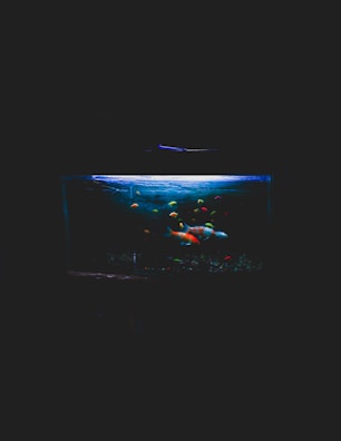A dimly lit aquarium containing various colorful fish, with one large koi fish prominently visible. The tank is surrounded by darkness, with only the water and fish illuminated, creating a serene and focused display.