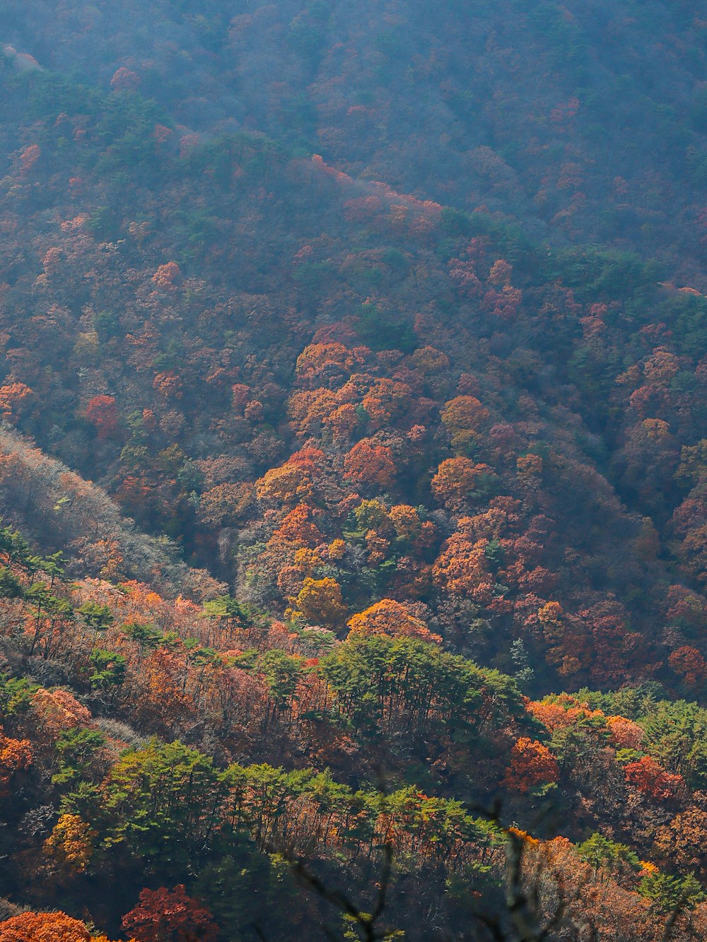 a hillside covered in lots of trees covered in fall colors