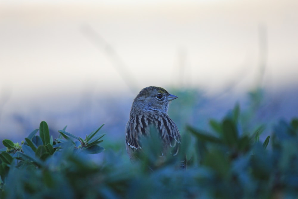 a small bird is sitting in a bush