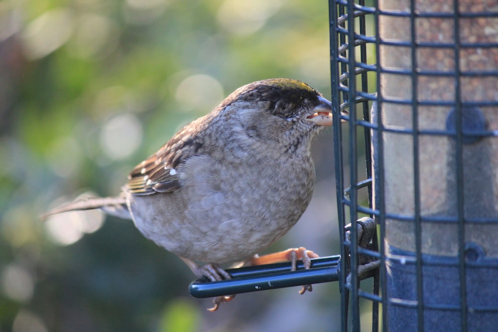 a small bird perched on a bird feeder