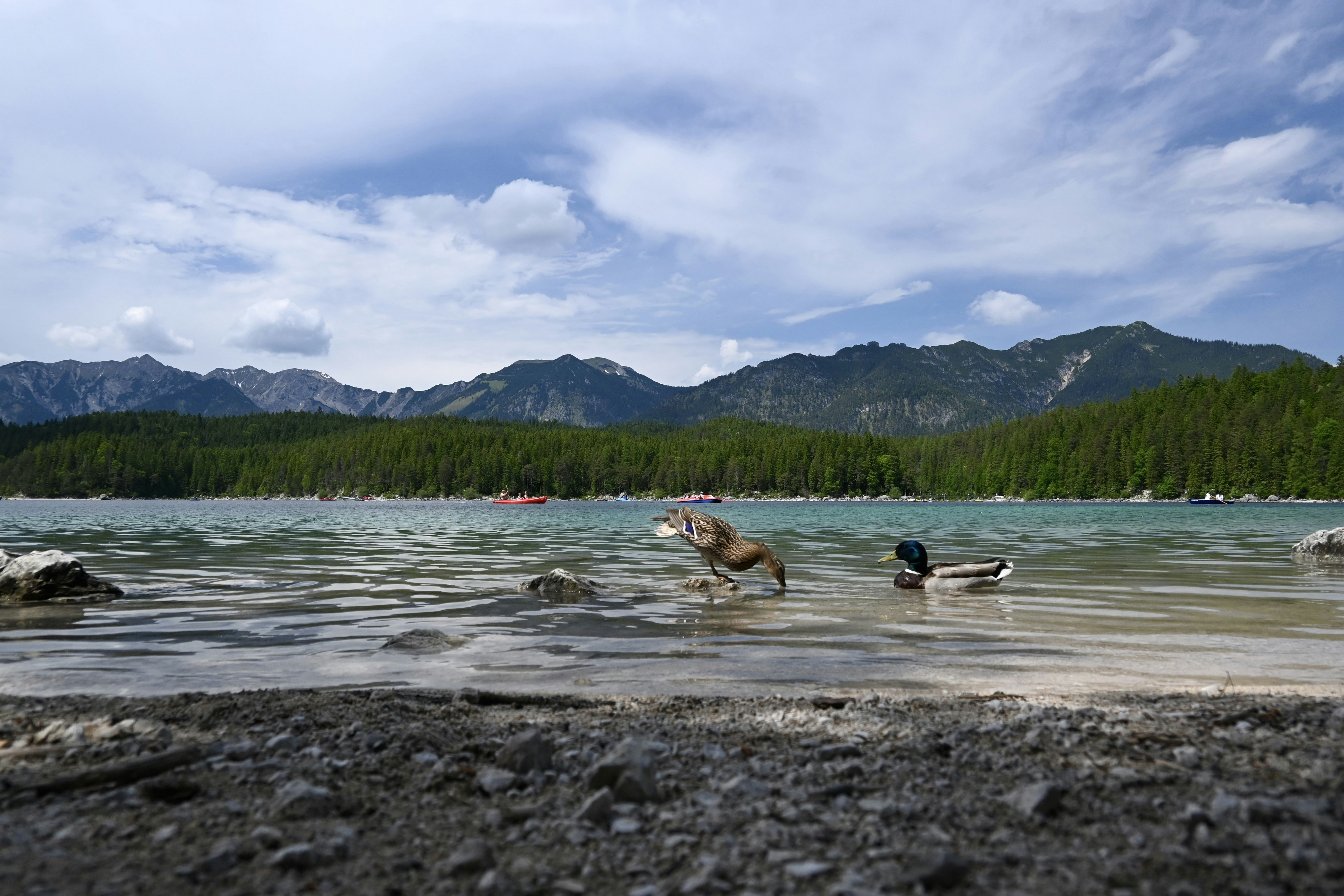 um grupo de patos vagando em um lago com montanhas ao fundo