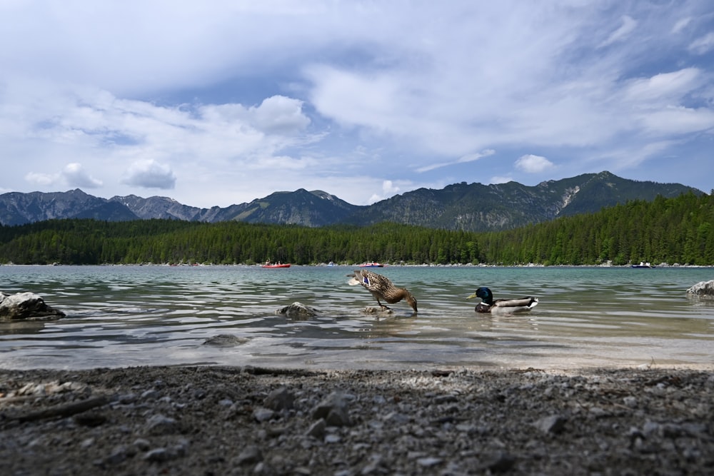 a group of ducks wading in a lake with mountains in the background