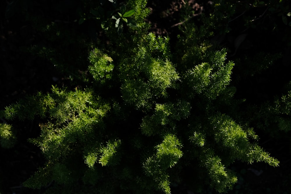 the top view of a green tree in the dark
