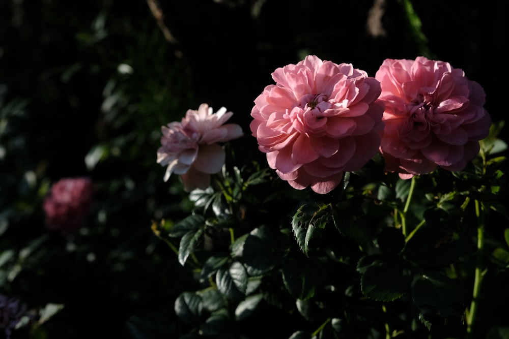 a group of pink flowers sitting next to each other