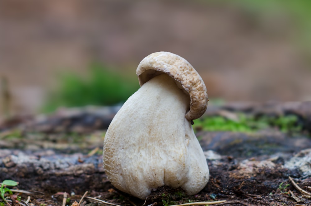 a white mushroom sitting on top of a forest floor