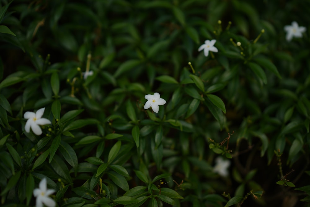 a close up of a bush with white flowers