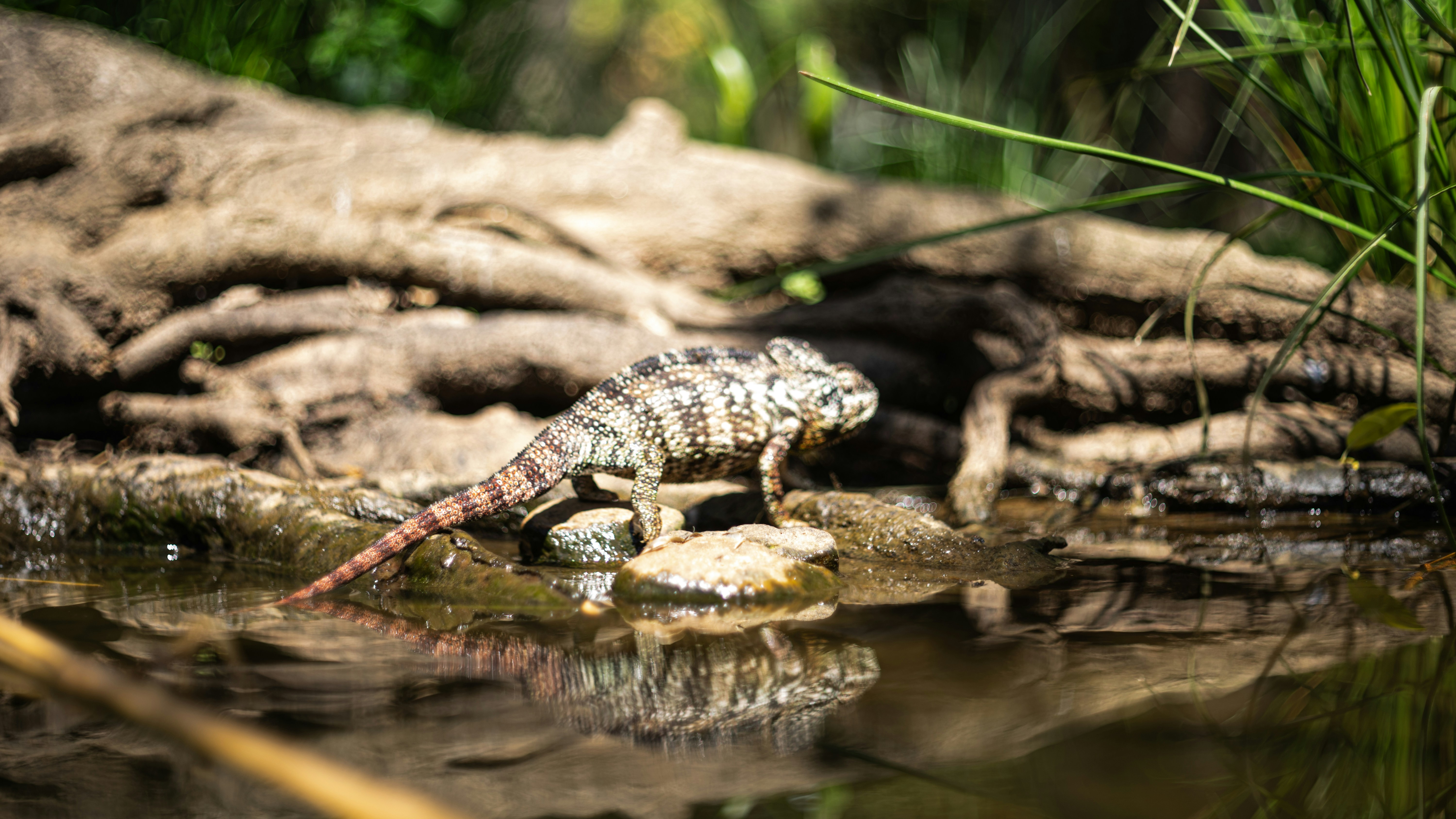 Photo by alekseyryan