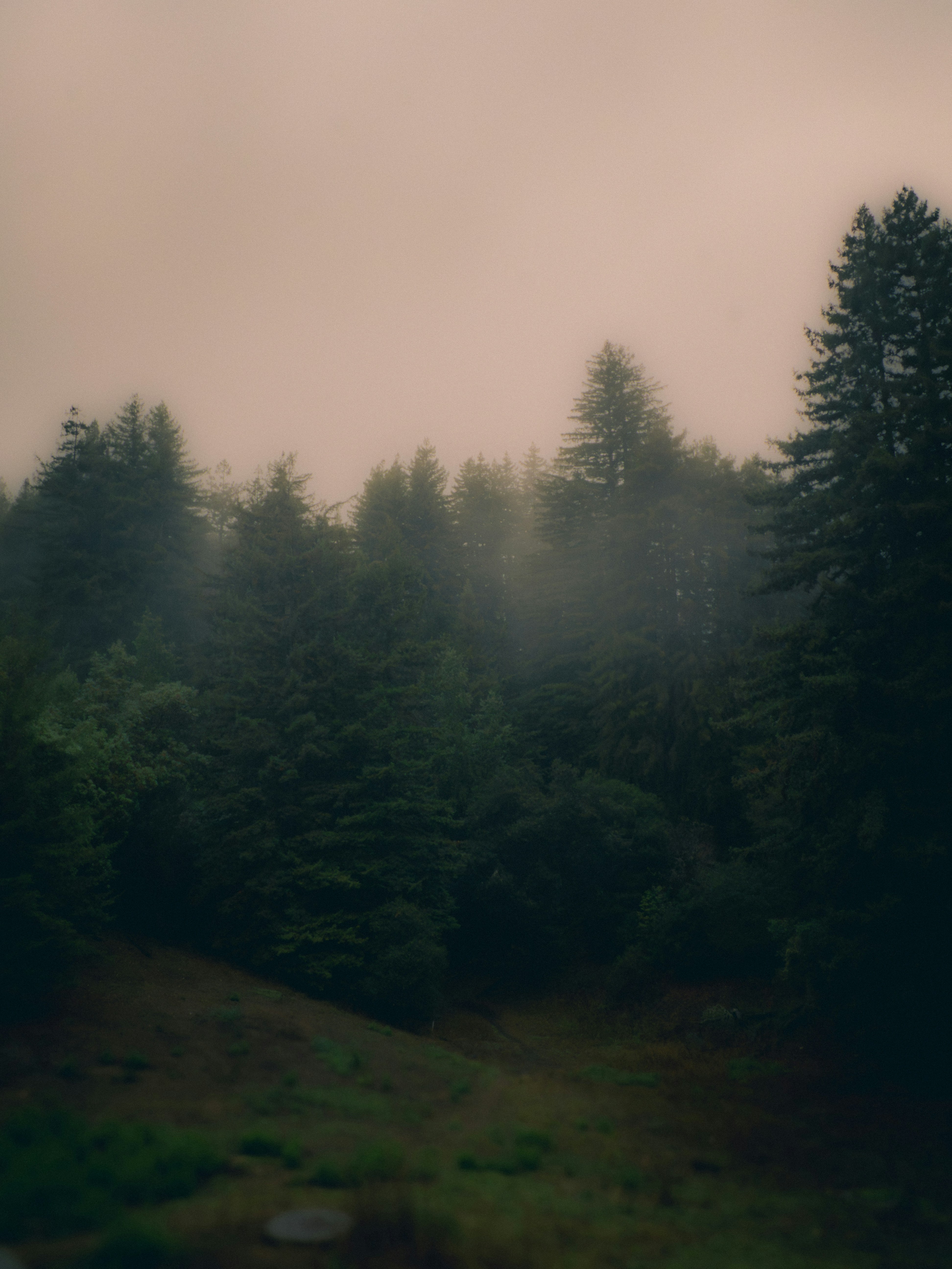 foto-un-bosque-brumoso-lleno-de-muchos-rboles-imagen-naturaleza