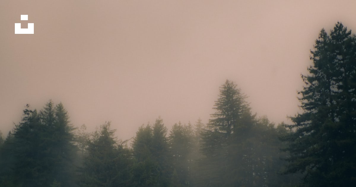 Foto Un Bosque Brumoso Lleno De Muchos rboles Imagen Naturaleza foto-un-bosque-brumoso-lleno-de-muchos-rboles-imagen-naturaleza