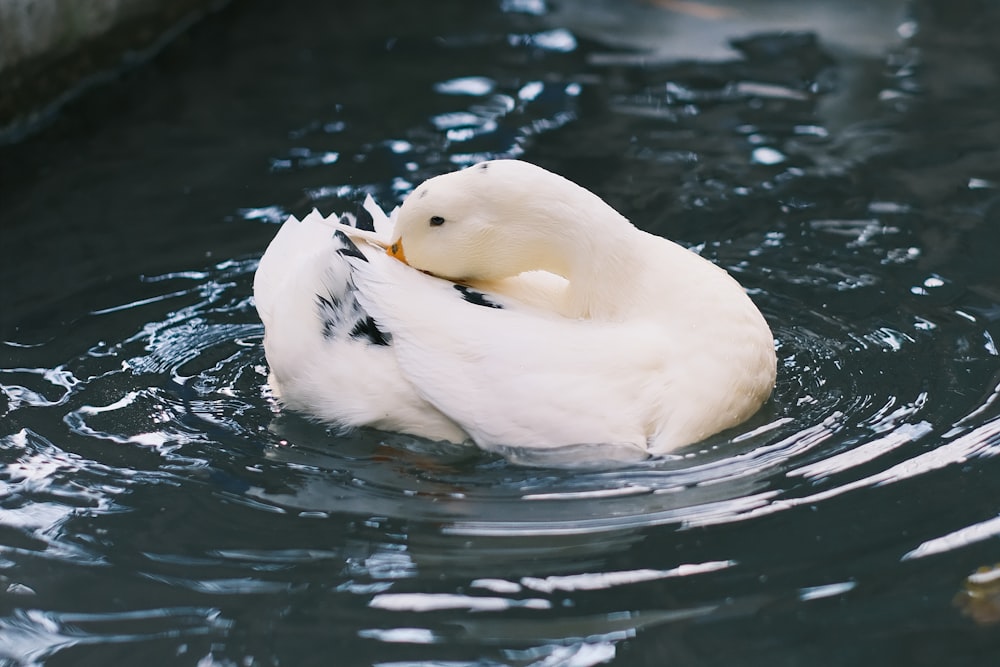 a duck that is swimming in some water