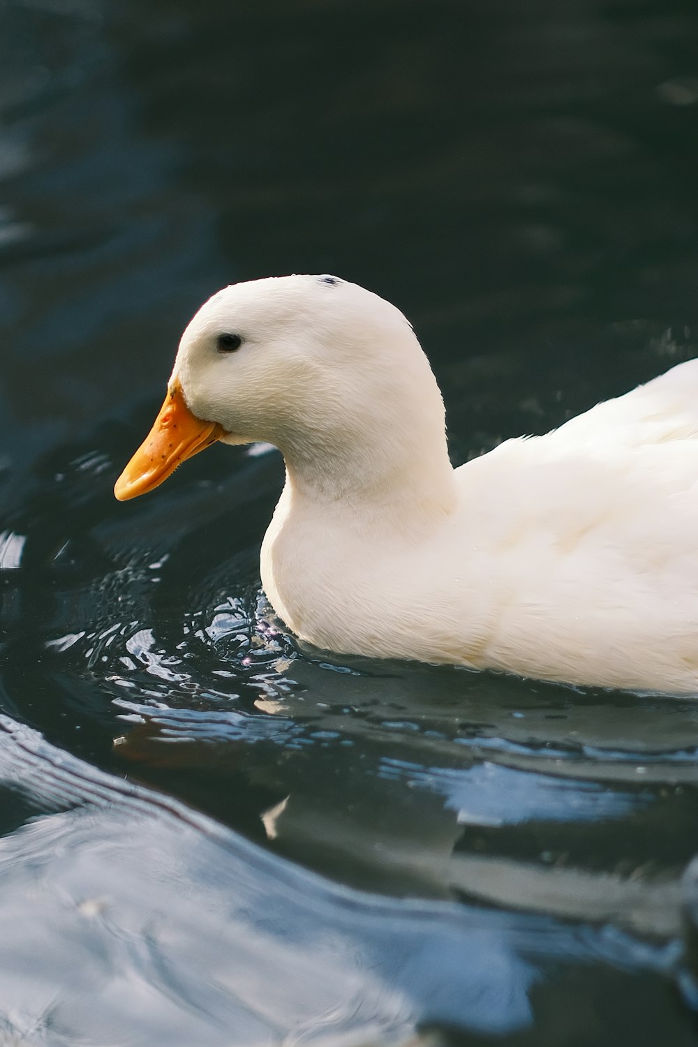 a white duck floating on top of a body of water