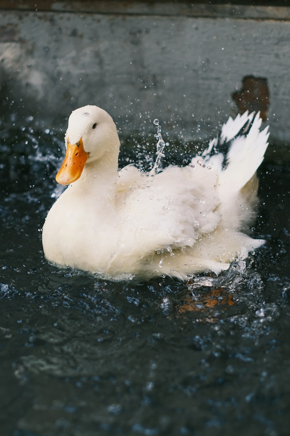 a white duck splashing water in a pond