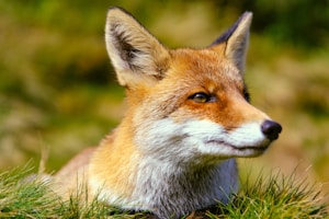 Playful Fox Pin