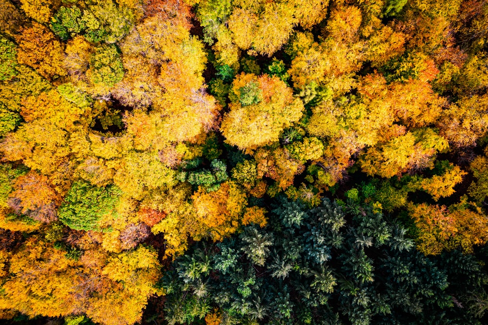 an aerial view of a forest in autumn