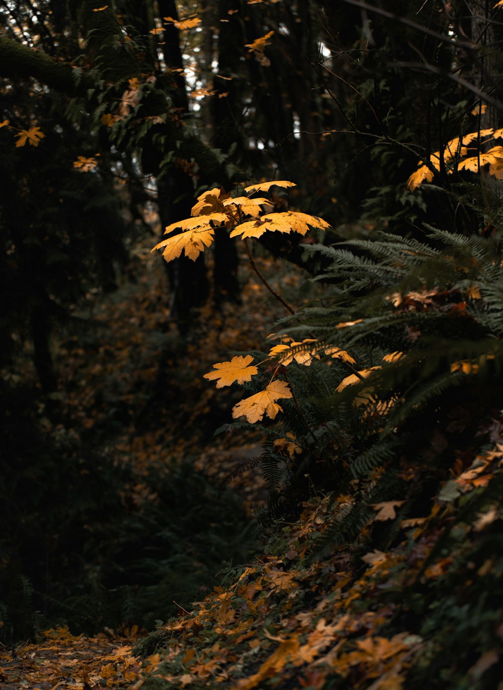 a forest filled with lots of yellow leaves