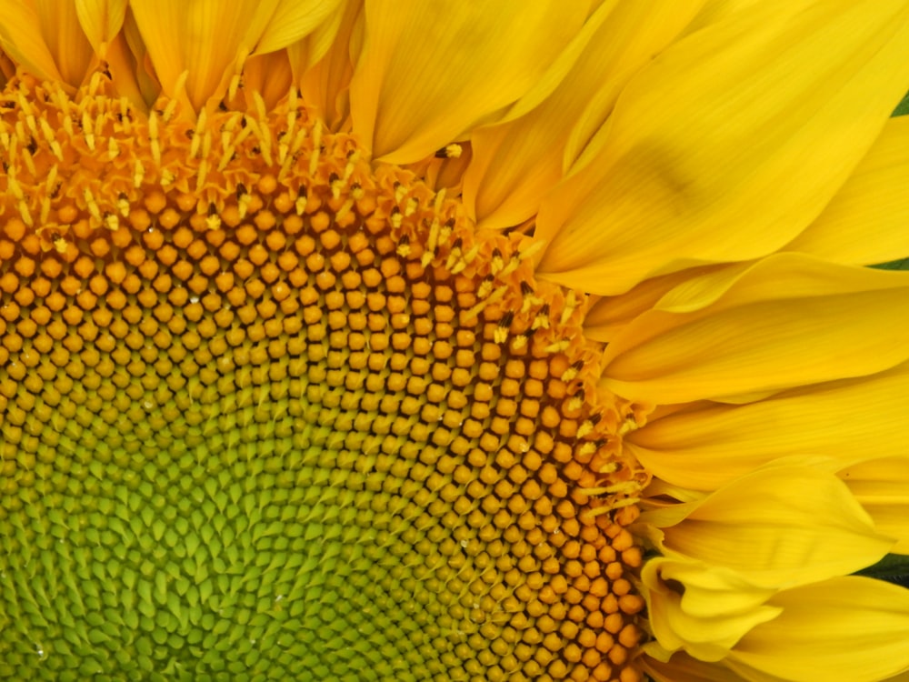 gros plan d’un tournesol avec un centre vert