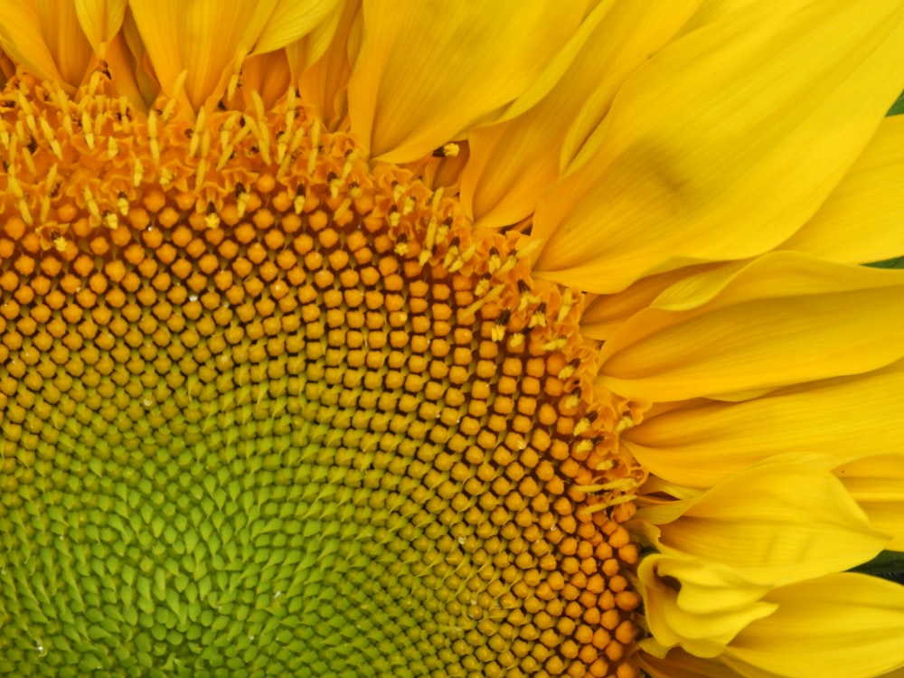 a close up of a sunflower with a green center