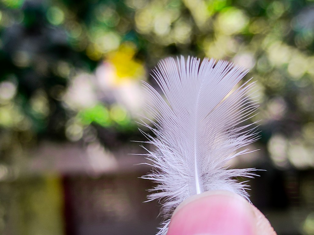 Feather Tickler