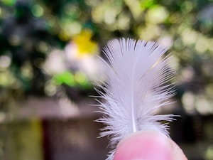 Feather Tickler
