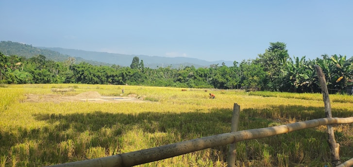A rural landscape featuring a golden rice paddy field bordered by a wooden fence. In the background, there are lush green trees and mountains under a clear blue sky. A person in the distance is engaged in farming activities.