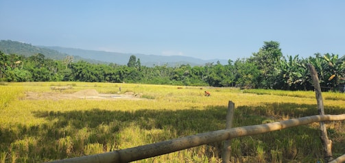 A rural landscape featuring a golden rice paddy field bordered by a wooden fence. In the background, there are lush green trees and mountains under a clear blue sky. A person in the distance is engaged in farming activities.