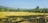 A rural landscape featuring a golden rice paddy field bordered by a wooden fence. In the background, there are lush green trees and mountains under a clear blue sky. A person in the distance is engaged in farming activities.