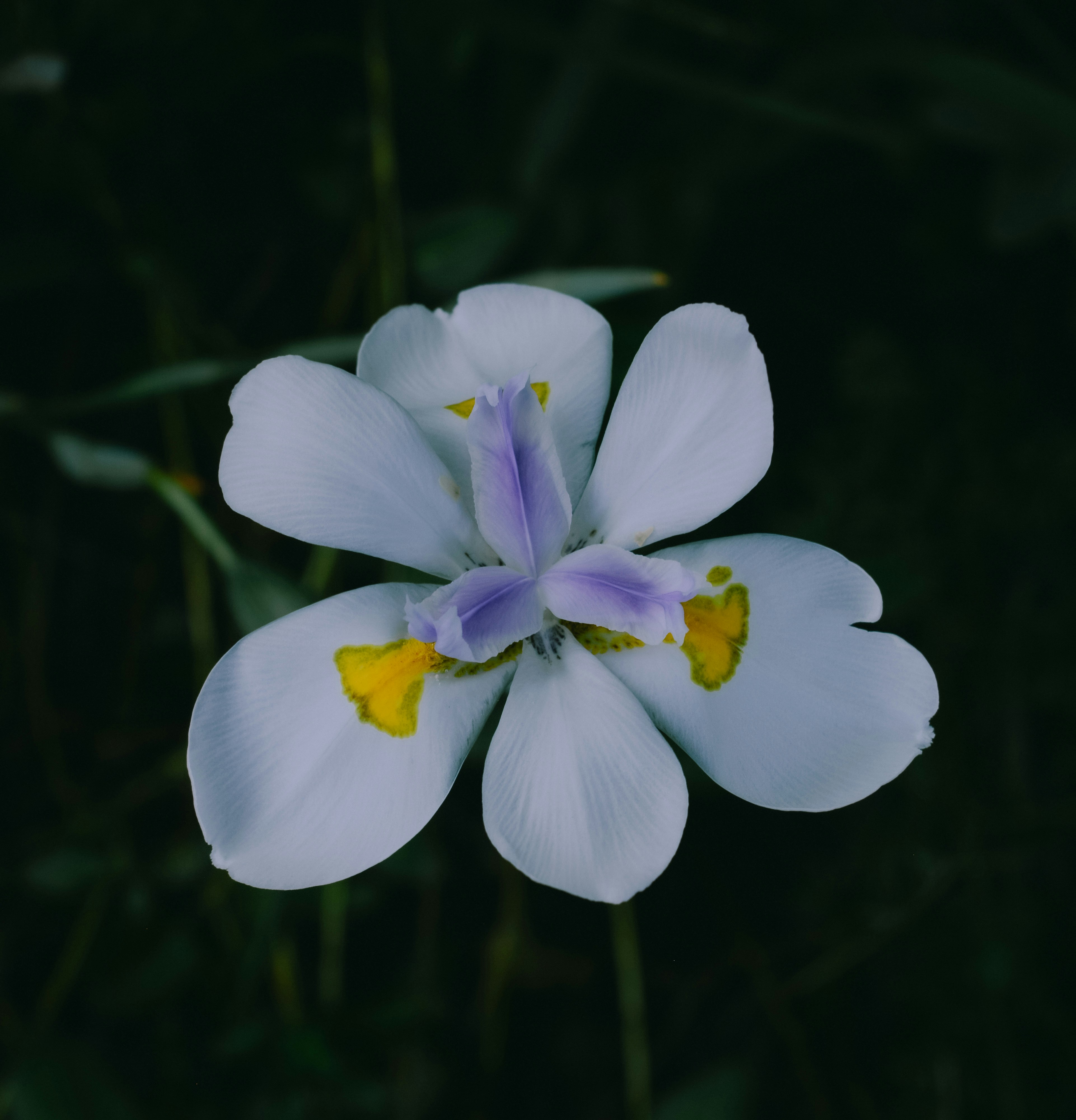 The Benefits⁤ of Choosing Outdoor Grown THCA ​Flower