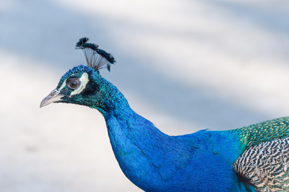 ein blauer Pfau mit einem Vogel auf dem Kopf