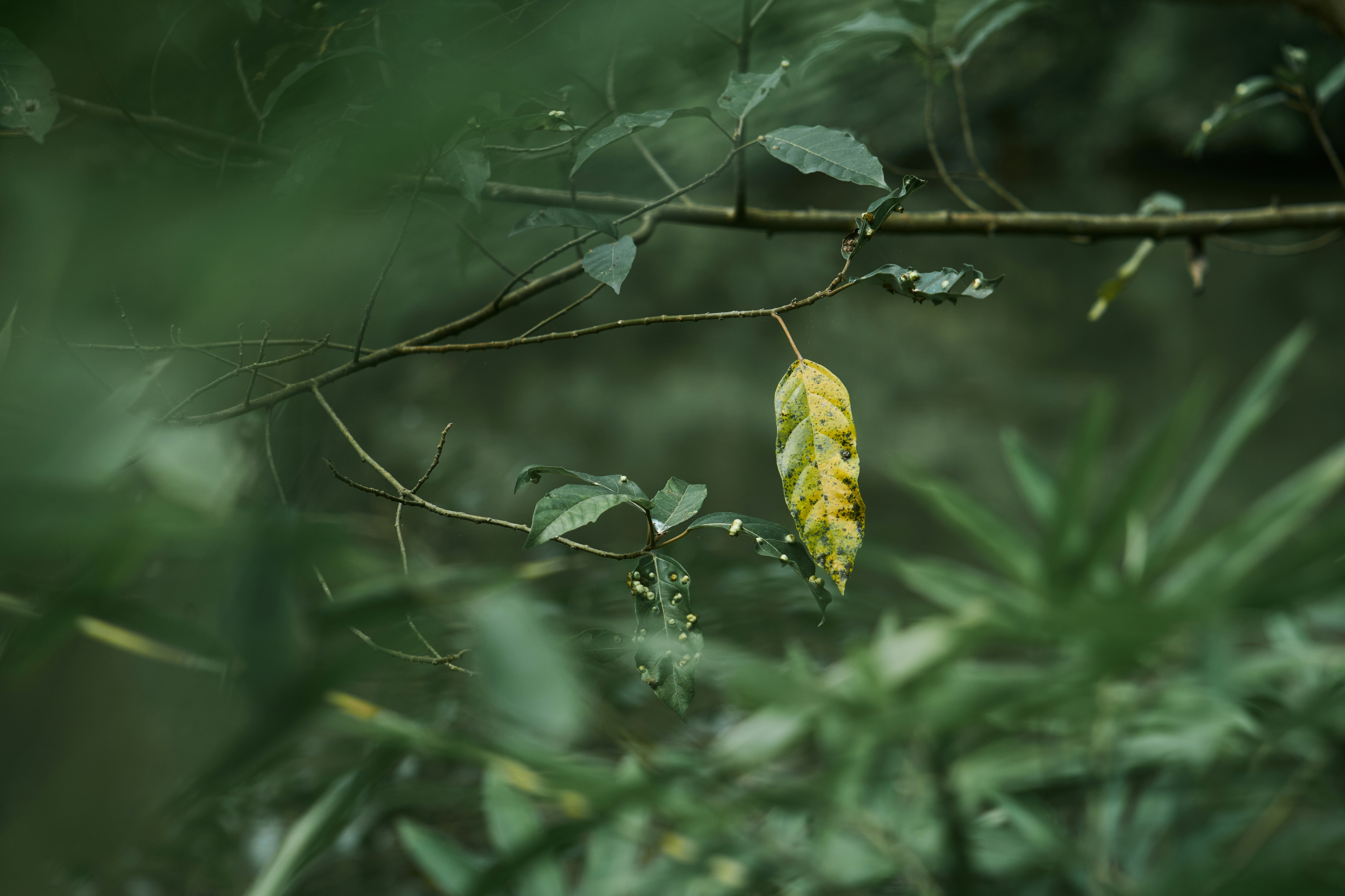 a green leaf hanging from a tree branch