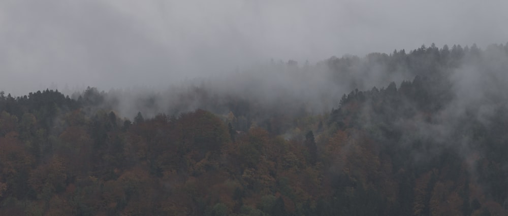 a forest covered in fog and low lying clouds