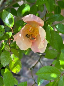 A busy honeybee collecting pollen from a blooming flower under soft sunlight