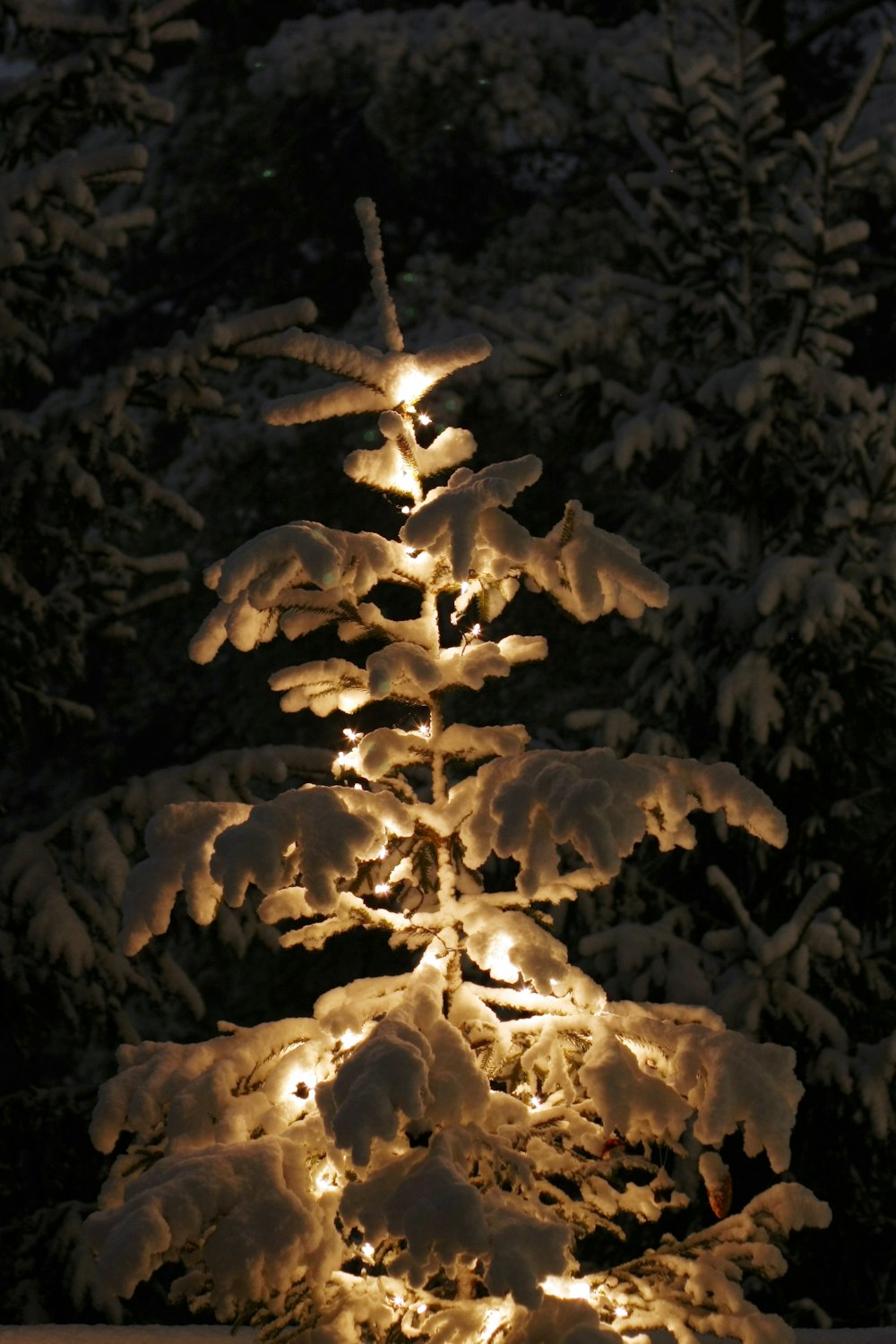 a lighted christmas tree in the snow