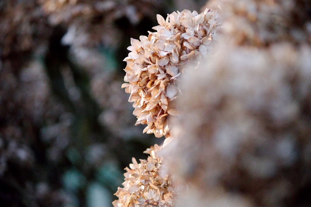 a close up of a bunch of flowers on a tree