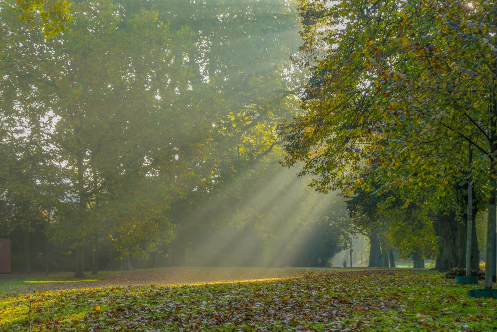 the sun is shining through the trees in the park