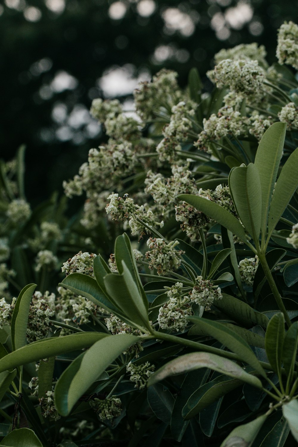 a close up of a bunch of flowers on a tree