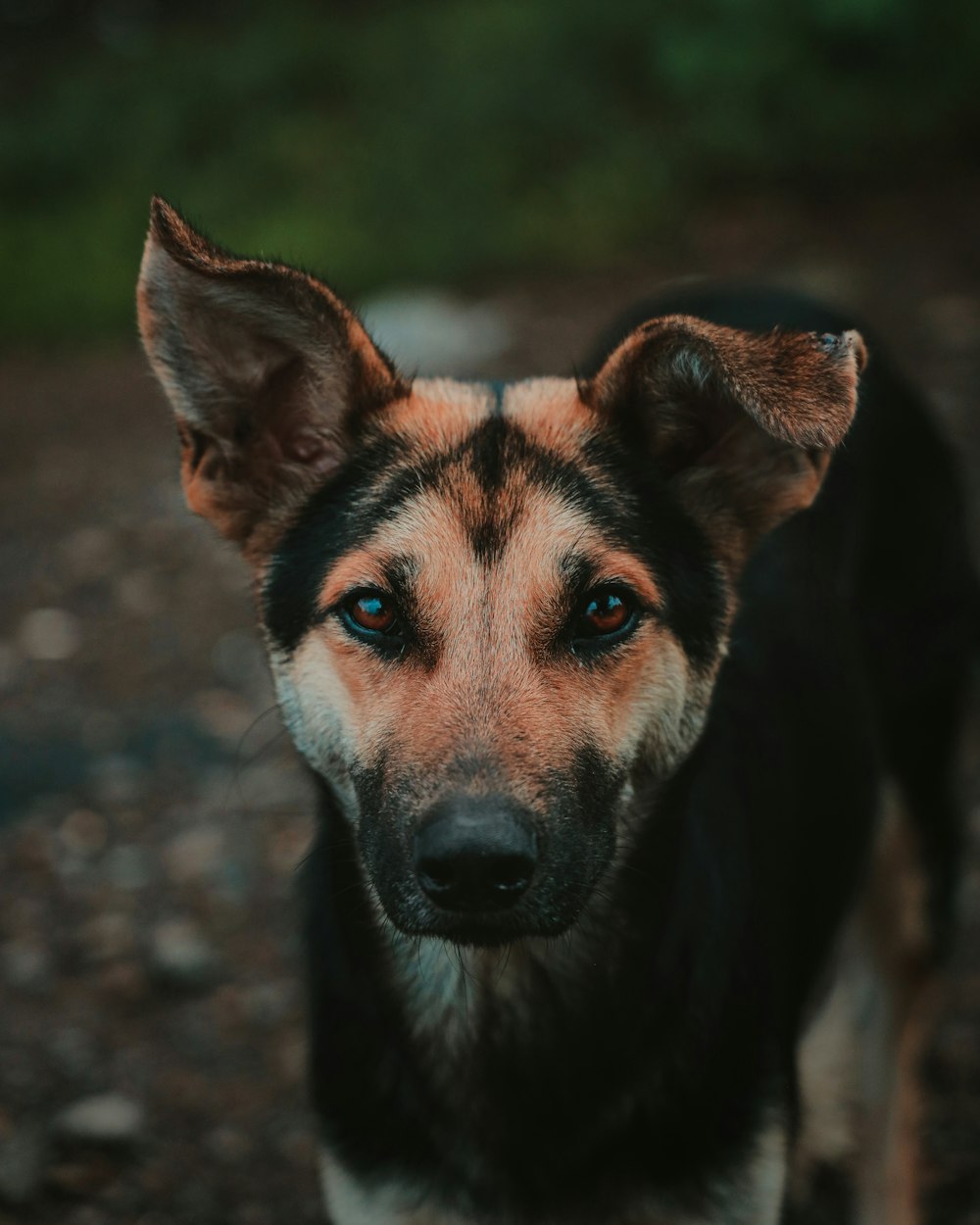 um close up de um cachorro olhando para a câmera