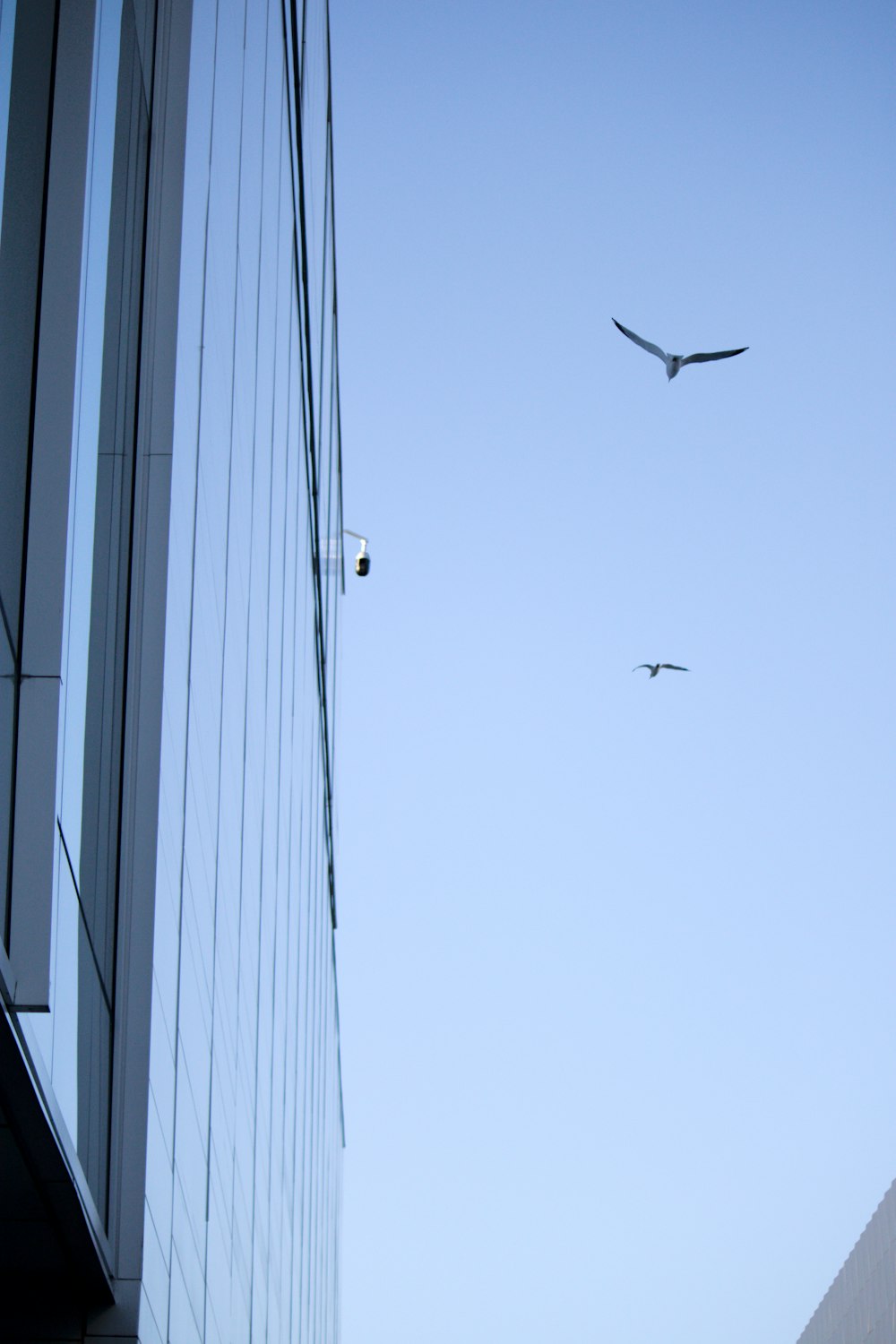 two birds flying in the air near a building