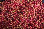 A close-up of freshly picked coffee cherries, highlighting their vibrant red color and natural shine.