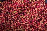 A close-up of freshly harvested coffee cherries.