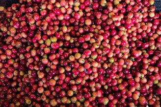 A close-up of freshly picked coffee cherries, highlighting their vibrant red color and natural shine.