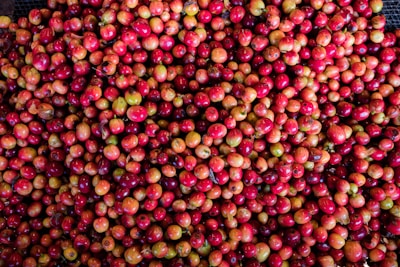 A close-up of freshly picked coffee cherries, highlighting their vibrant red color and natural shine.