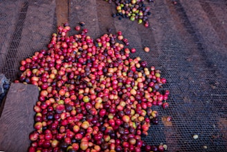 A large collection of colorful coffee cherries varying in shades of red, green, and yellow rests on a wire mesh for drying. The background consists of wooden planks.