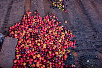 Sun-dried natural coffee cherries laid out on raised beds under the Colombian sun.