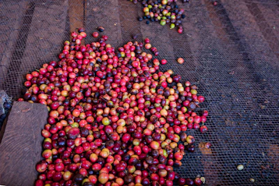 Sun-dried natural coffee cherries laid out on raised beds under the Colombian sun.